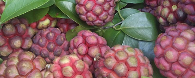 黑老虎扦插育苗技术 黑老虎扦插育苗技术要点