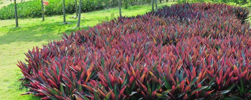 紫背万年青徒长怎么办 紫背万年青怎么养