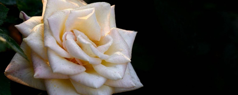 香水月季花语（香水月季花语大全）