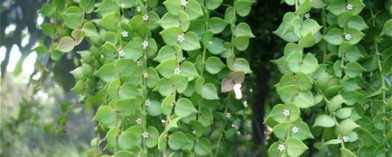 百万心吊兰可放卧室吗（百万心吊兰的养殖方法和注意事项）