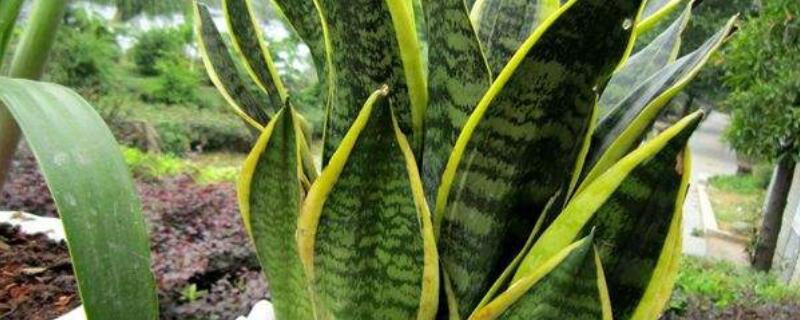 虎尾兰开花吗 金边虎皮兰什么时候开花