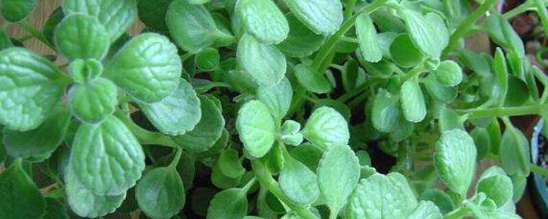 碰碰香蔫了怎么办 碰碰香断了怎么办