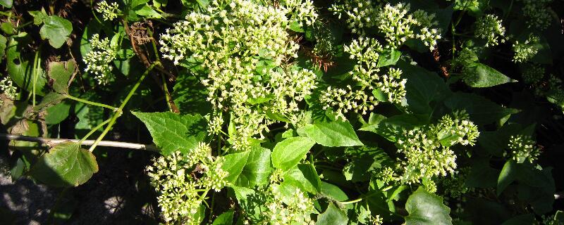 薇甘菊入侵危害（薇甘菊是外来入侵物种吗）