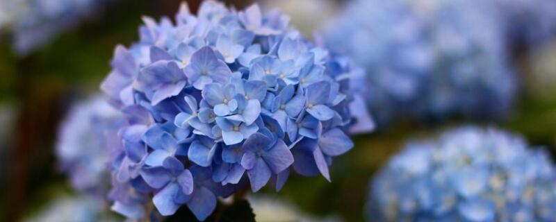 无尽夏不开花原因（无尽夏不开花原因是什么）