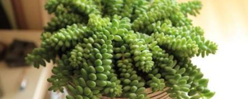 玉缀多肉怎么繁殖（玉缀 多肉）