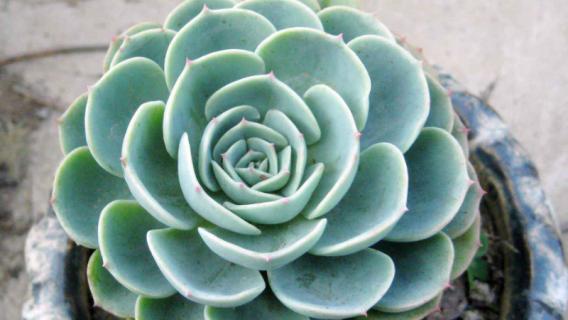 厚脸皮植物能放卧室吗