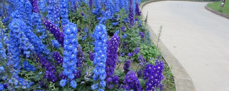 飞燕草花期（飞燕草花期有多长）