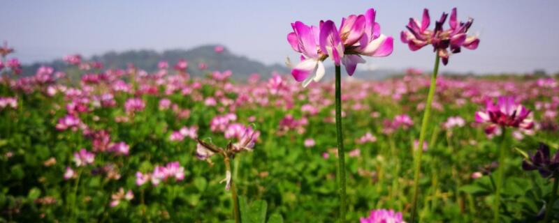 哪种紫云英有毒 紫云英有毒吗人能吃吗