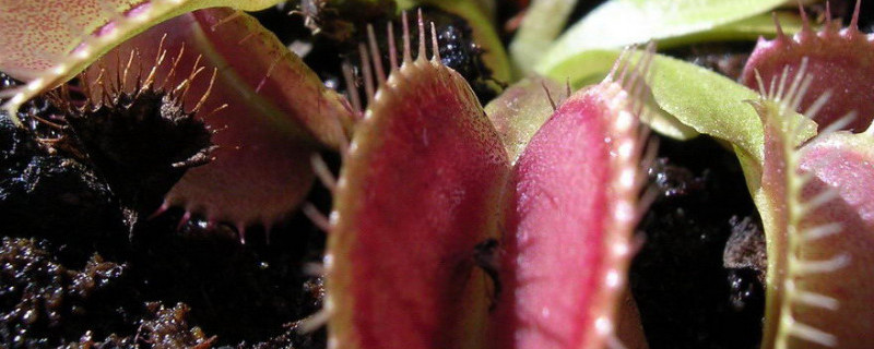 捕蝇草变黑了怎么办（捕蝇草变黑好多怎么办）