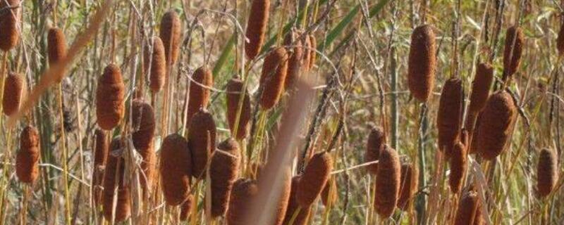 毛拉草的功效（毛蜡烛根图片和功能主治）