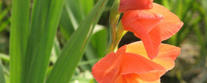 剑兰开完花怎么处理（剑兰开完花后怎么处理方法）