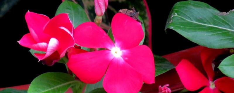 长春花的种植技术 长春花卉种植