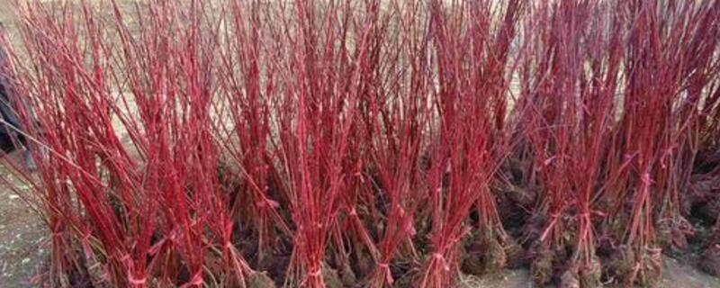 红瑞木开花吗（红瑞木能长成大树吗?）