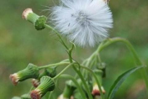 黄谷丁是蒲公英吗