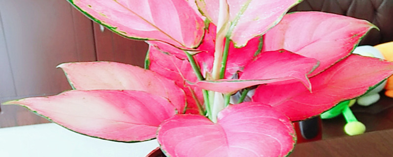 吉利红和如意的区别 吉利红如意百度百科