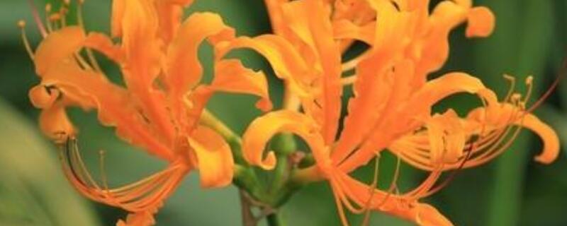 中国石蒜和忽地笑区别（中国石蒜和忽地笑的区别）