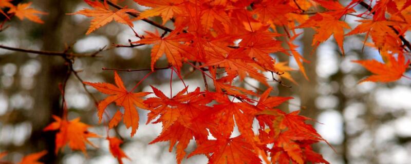 红枫几月份移栽 红枫几月份移栽最好