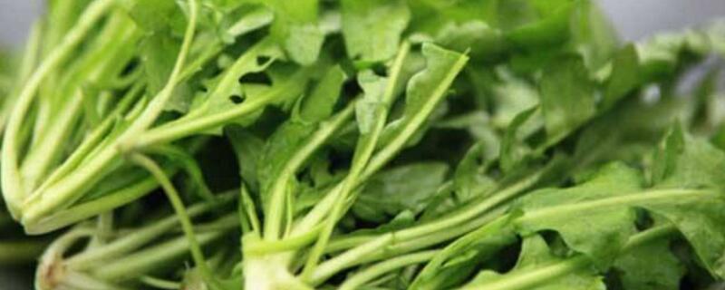 地菜和荠菜是一样的吗 荠菜的功效与作用
