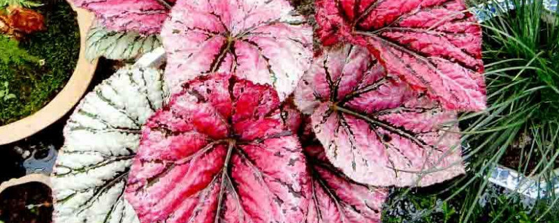 蟆叶秋海棠用什么繁殖 蟆叶秋海棠怎么繁殖