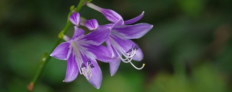 玉簪花叶子边干枯 玉簪花叶子边干枯怎么办