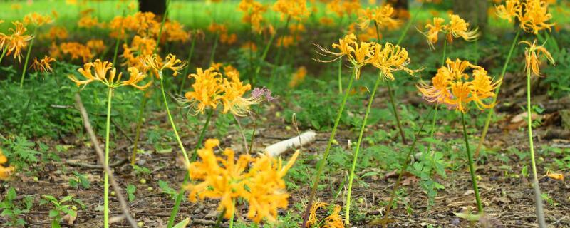 黄花石蒜有毒吗 红花石蒜有没有毒