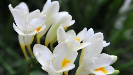 香雪兰球为什么不出芽