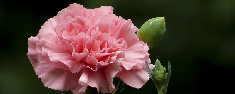 妈妈生日送什么鲜花 妈妈生日适合送什么花