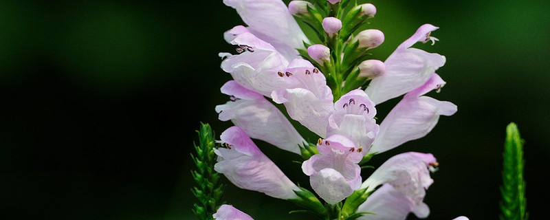 龙头花与假龙头花区别（龙头花是什么样的）