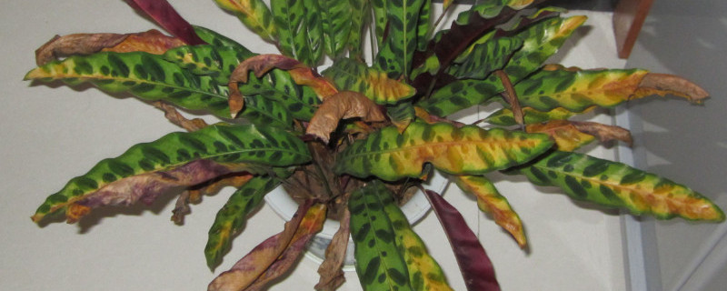 竹芋黄叶是怎么回事 竹芋 黄叶