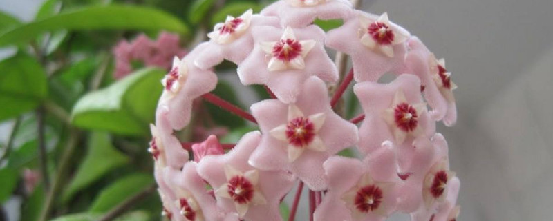 球兰花有毒吗（球兰花有毒吗?球兰放在哪里养比较好?）