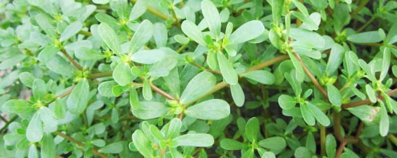 马齿苋叶子上有白斑能吃吗 马齿苋叶子上有白斑能吃吗图片