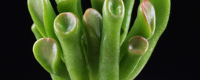 火星人植物的生长环境 火星人植物的生长环境是什么