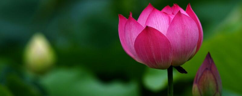 盆栽荷花叶子干枯原因（盆栽荷花叶子干枯原因有哪些）