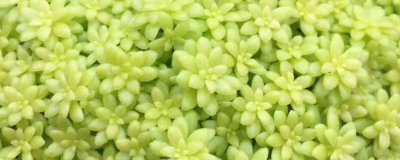 丸叶万年草怎么爆盆 丸叶万年草的功效