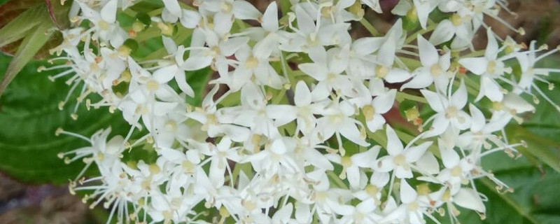 红瑞木有毒吗 你认识红木瑞吗