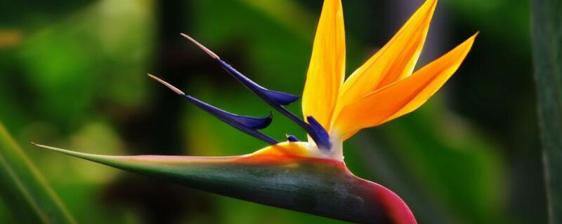 鹤望兰和蝎尾蕉的区别（鹤望兰和蝎尾蕉的区别图片）