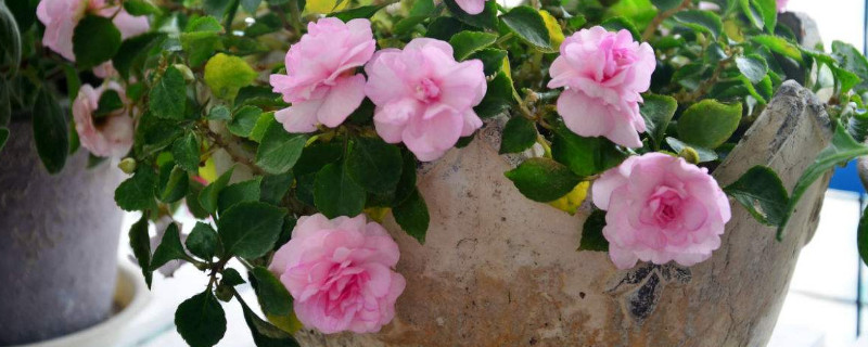 小木槿花苞发黄干枯 木槿花掉花苞嫩叶发黄