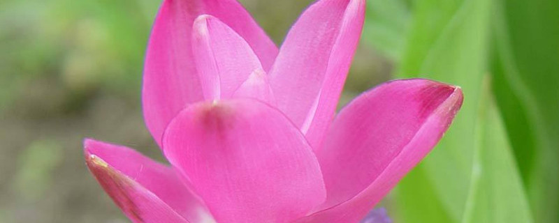 姜荷花怎么修剪（姜荷花怎么修剪好看）