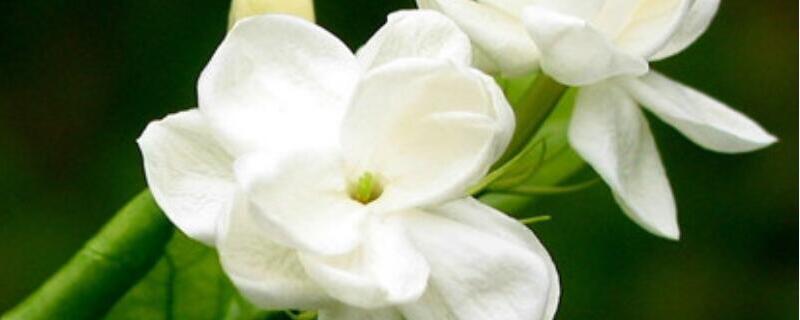 栀子花老桩怎么生根（栀子花老桩怎么养）