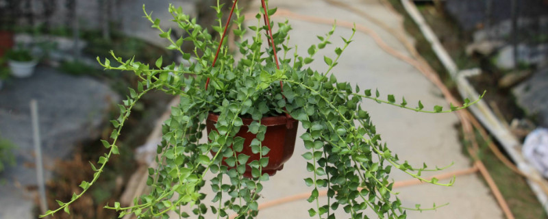 植物百万心有毒吗（植物百万星）