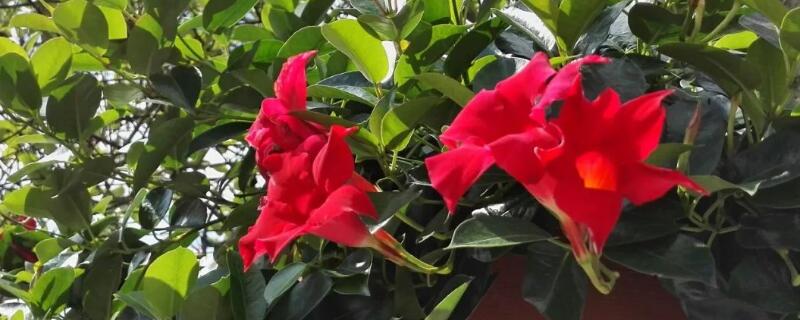 红蝉花有毒吗 红蝉花有毒吗能吃吗