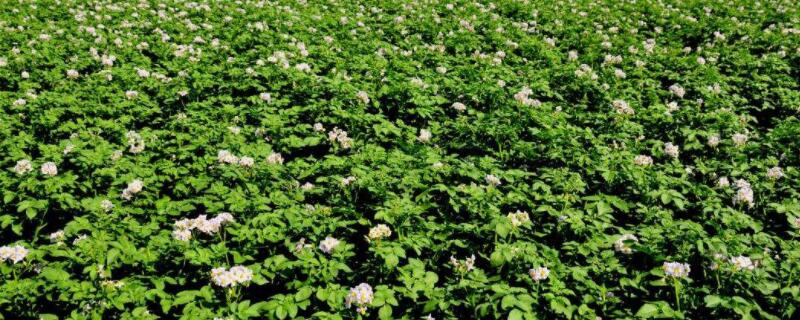 土豆开花打顶怎么打 土豆开花打顶视频