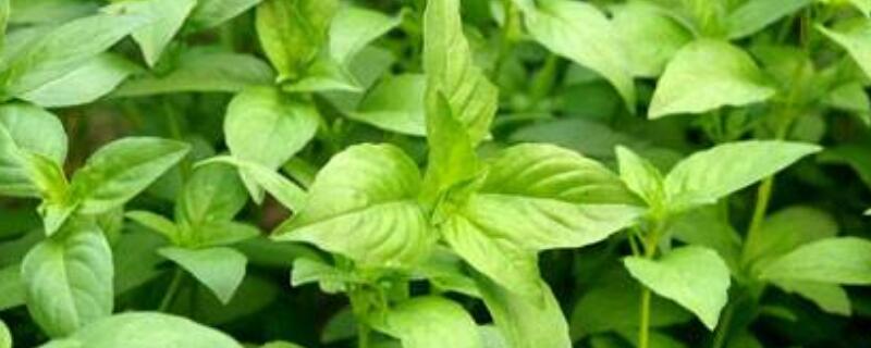 荆芥和九层塔是一样的吗 九层塔和荆芥的味道的区别