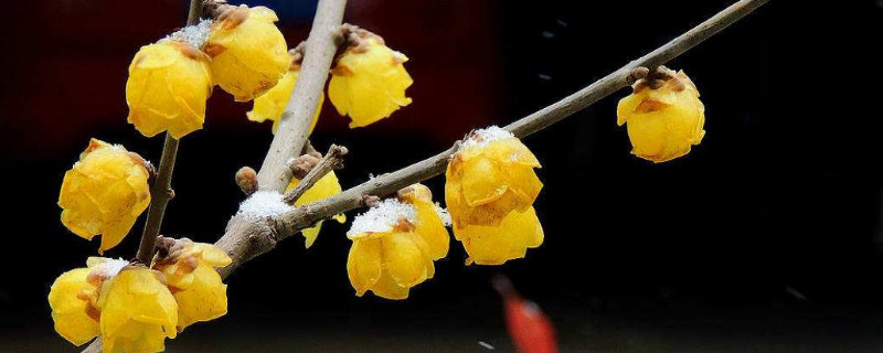 腊梅枝在水里怎么样养（腊梅枝在水里怎么样养活）