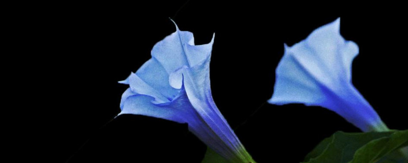 曼陀罗花的香味有毒吗 曼陀罗花的香味有毒吗