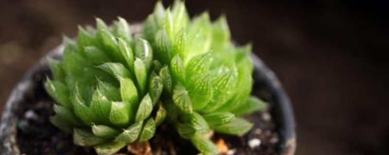 樱水晶和玉露的区别 翠云玉露与樱水晶