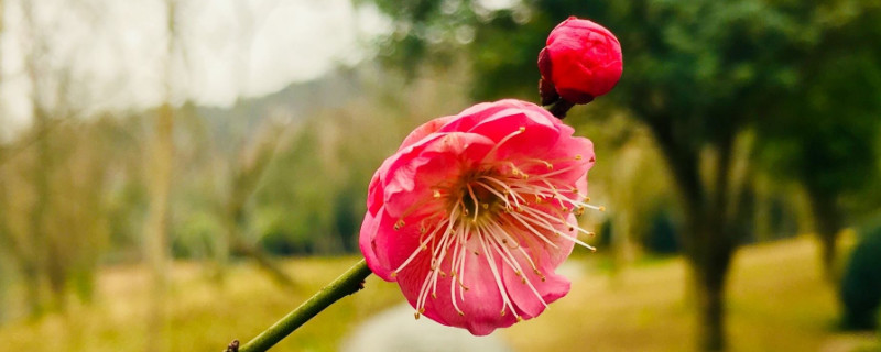 腊梅花可以放卧室吗 腊梅花可以放在卧室内吗