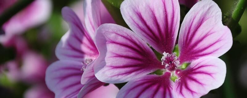 锦葵有毒吗（锦葵花有毒吗）