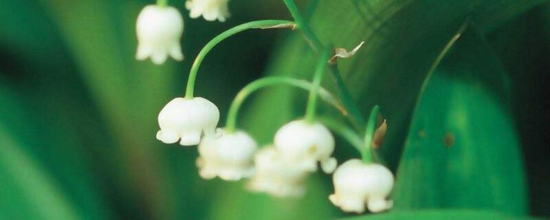铃兰花的开花时间 铃兰花的开花时间是几点