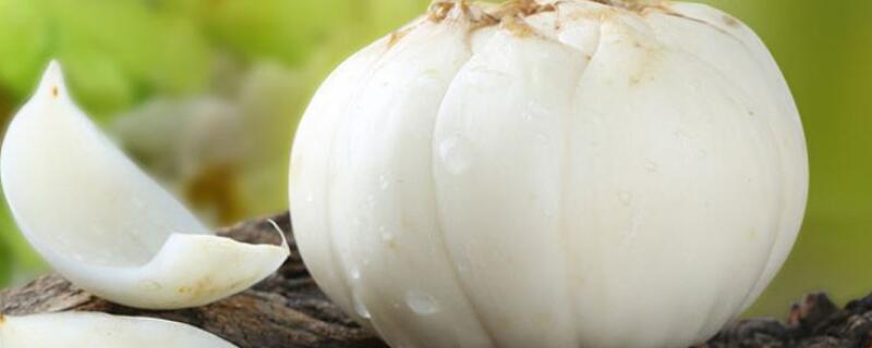 兰州百合鳞片种植方法 兰州百合的种植方法